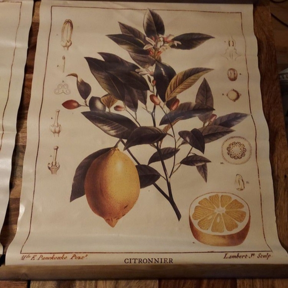 Vintage Scroll Wallpaper Tapestries of Oranges & Lemons - Picture 3 of 3